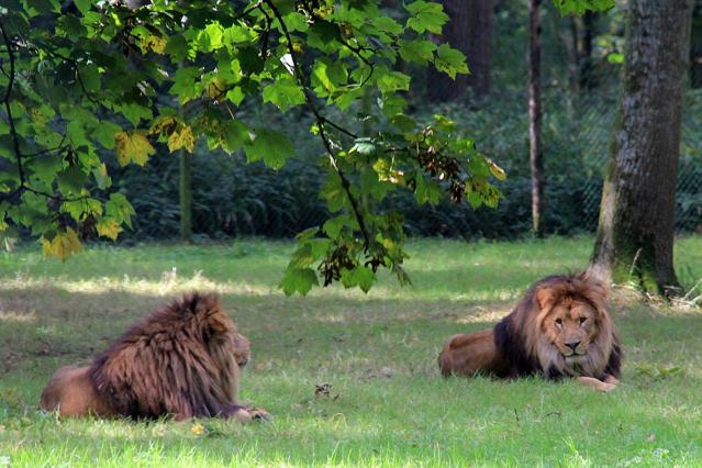 Africa Safari Adventure Park